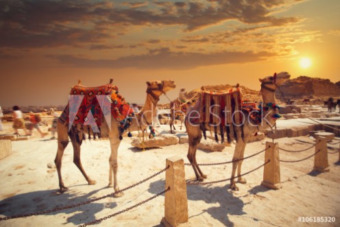 Picture of Camel near of great pyramid in egypt
